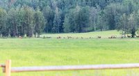 Wapiti's